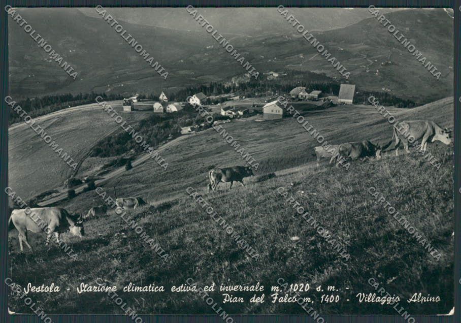 Modena Sestola Villaggio Alpino foto FG cartolina BB2461 – fronte