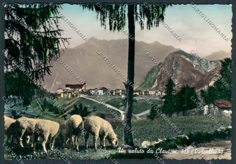 Pordenone Claut Val Cellina Gregge foto FG cartolina BB2797 – fronte