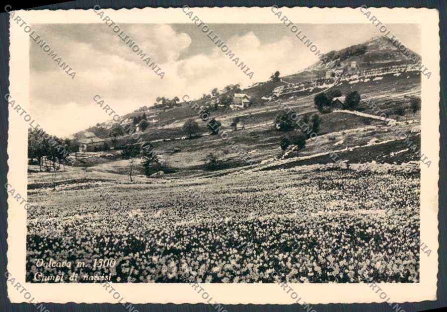 Bergamo Valcava Campi di Narcisi foto FG cartolina BB3195 – fronte