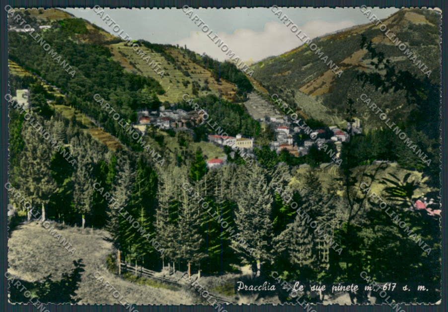 Pistoia Pracchia Pinete foto FG cartolina BB3729 – fronte