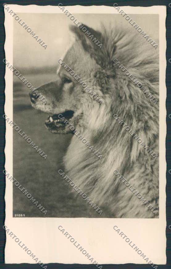 Animal Cow Cowe dog Photo postcard BB4733 – fronte