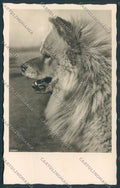 Animal Cow Cowe dog Photo postcard BB4733 – fronte