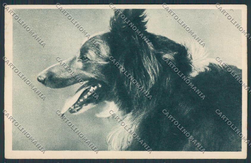 Animal Collie dog CORNER CREASED postcard BB4772 – fronte