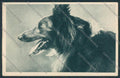 Animal Collie dog CORNER CREASED postcard BB4772 – fronte
