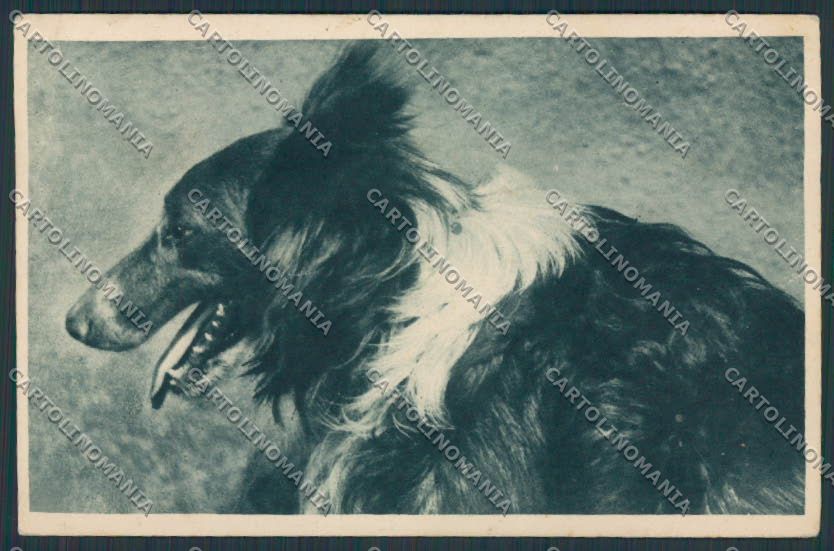 Animal Collie dog postcard BB4773 – fronte