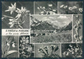 Bolzano San Vigilio Marebbe Flora Vedutine foto FG cartolina BB7883 – fronte