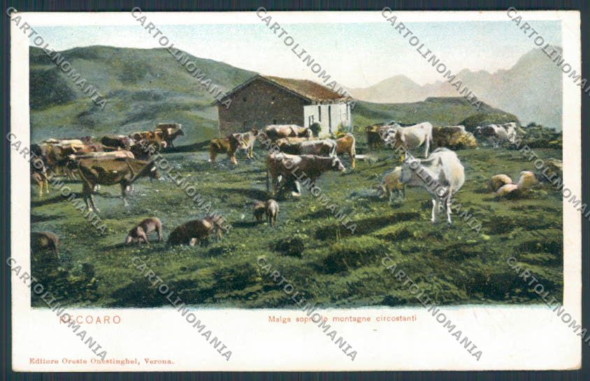 Vicenza Recoaro Malga Pascolo cartolina BB8160 – fronte