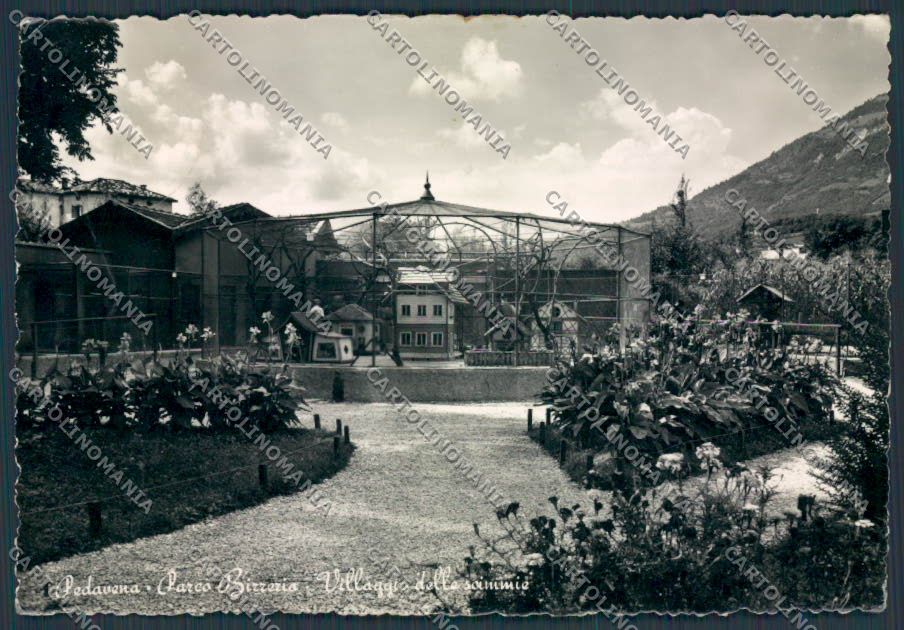 Belluno Pedavena Parco Birreria Villaggio Scimmie foto FG cartolina BB9335 – fronte