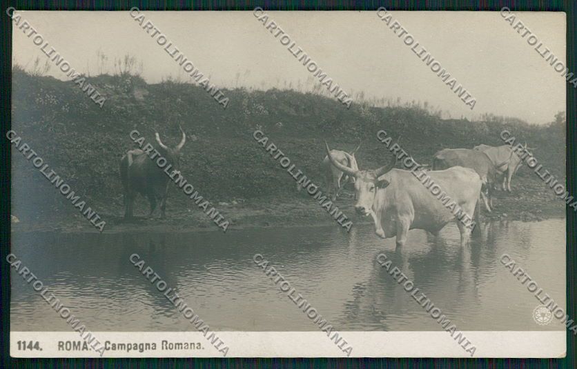 Roma Campagna Romana NPG Foto cartolina EE5392 – fronte