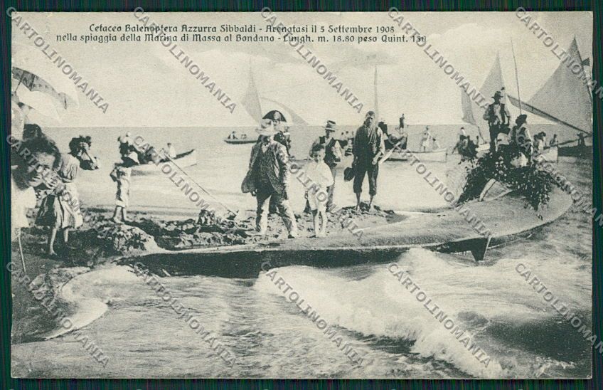 Massa Marina di Bondano Balena cartolina EE6302 – fronte