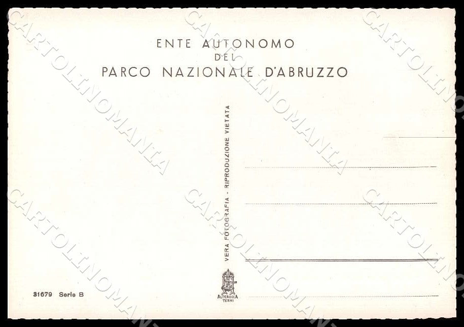 L'Aquila Pescasseroli Parco Nazionale d'Abruzzo Costumi FG Foto cartolina GM0465 – retro