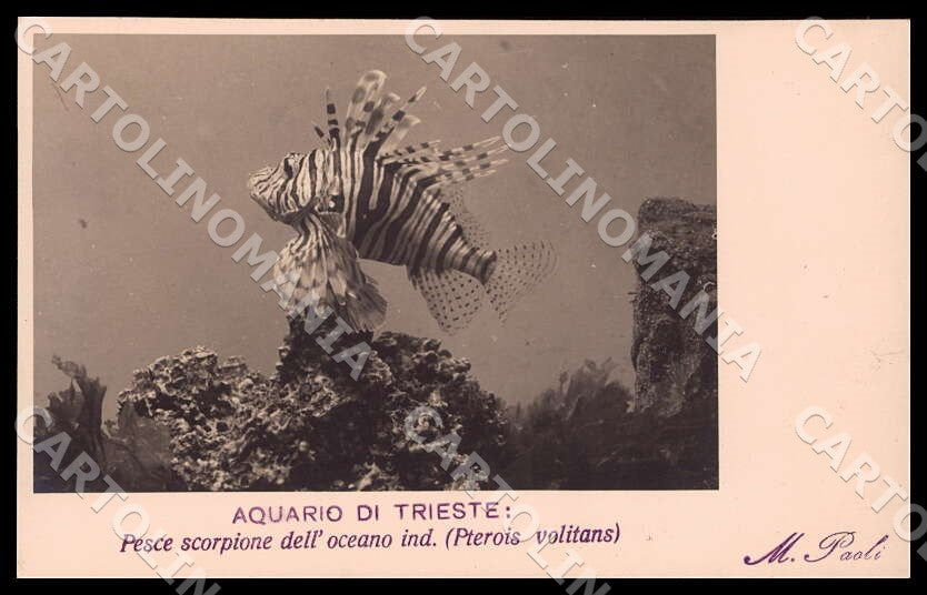 Trieste Città Acquario Pesce scorpione oceano indiano Foto cartolina GM1279 – fronte