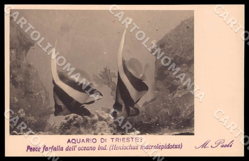 Trieste Città Acquario Pesce farfalla oceano indiano Paoli Foto cartolina GM1280 – fronte