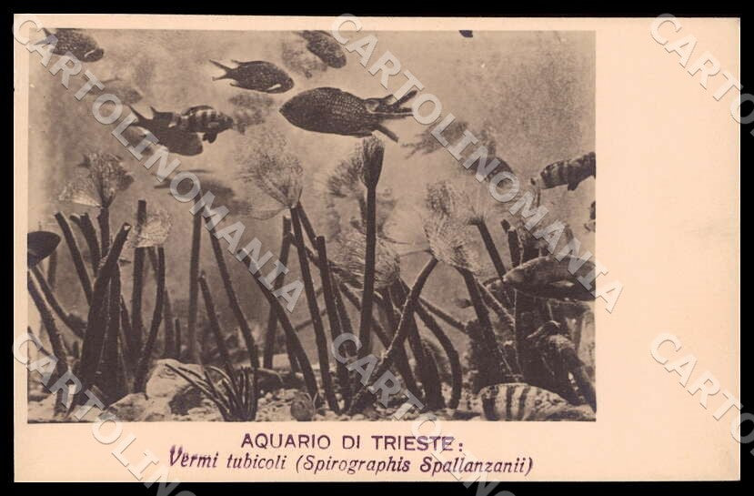 Trieste Città Acquario Vermi tubicoli Foto cartolina GM1281 – fronte