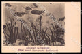 Trieste Città Acquario Vermi tubicoli Foto cartolina GM1281 – fronte