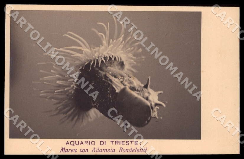 Trieste Città Acquario Murex Adamsia Rondelettii Foto cartolina GM1282 – fronte