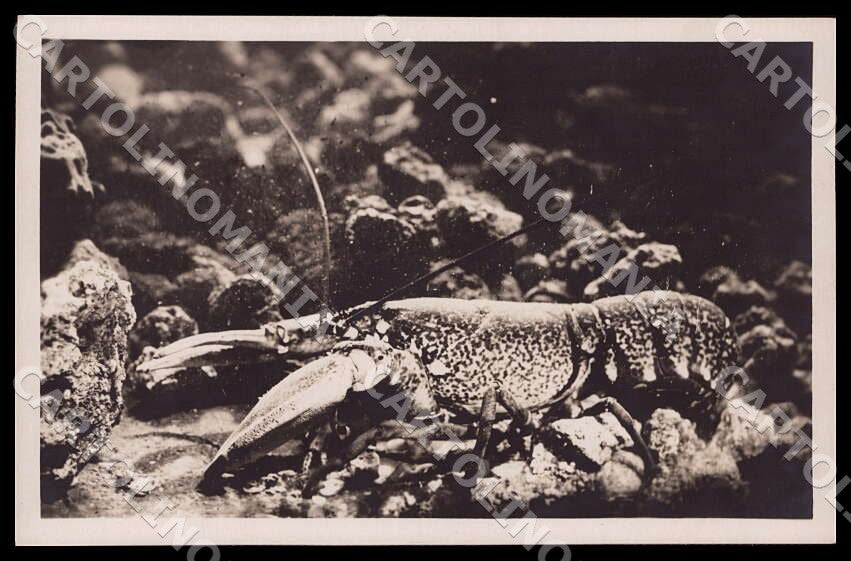 Napoli Città Acquario Homarus vulgaris Gambero marino Foto cartolina GM1283 – fronte