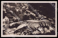 Napoli Città Acquario Homarus vulgaris Gambero marino Foto cartolina GM1283 – fronte