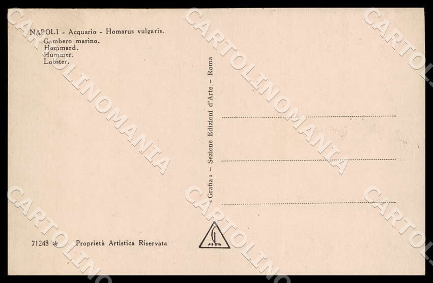 Napoli Città Acquario Homarus vulgaris Gambero marino Foto cartolina GM1283 – retro