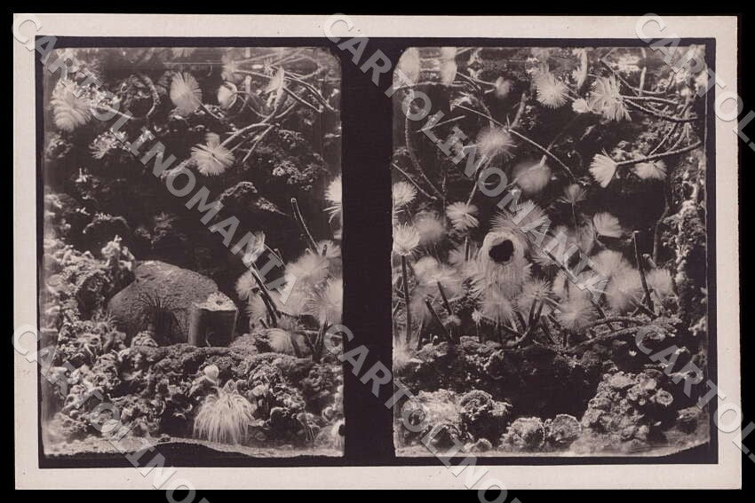 Napoli Città Acquario Spirographis Spallanzani Fiocchi vermi cartolina GM1284 – fronte
