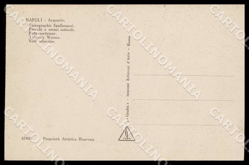 Napoli Città Acquario Spirographis Spallanzani Fiocchi vermi cartolina GM1284 – retro