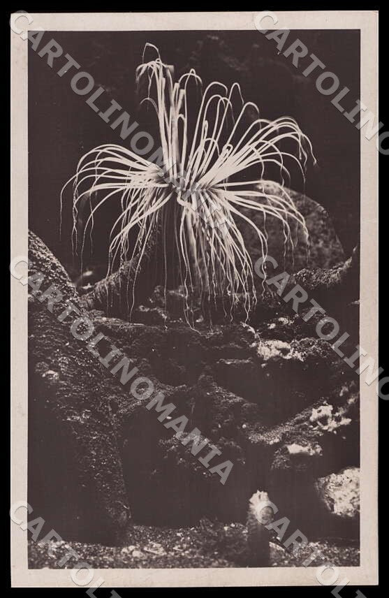 Napoli Città Acquario Cerianthus Anemone mare Seerose Sea Foto cartolina GM1285 – fronte