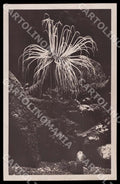 Napoli Città Acquario Cerianthus Anemone mare Seerose Sea Foto cartolina GM1285 – fronte