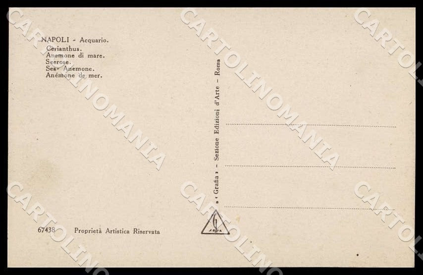 Napoli Città Acquario Cerianthus Anemone mare Seerose Sea Foto cartolina GM1285 – retro