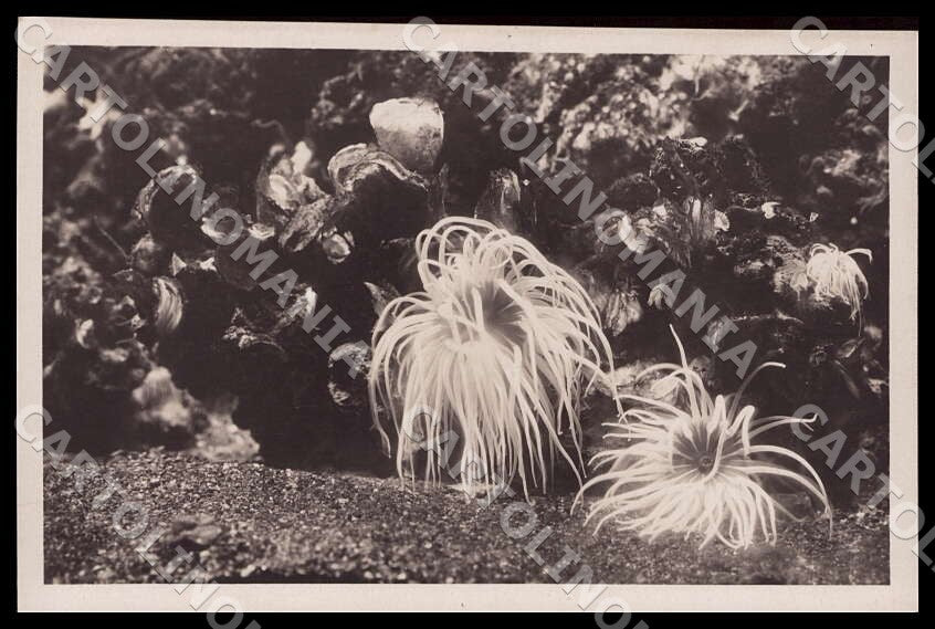 Napoli Città Acquario Anemonio sulcata Anemoni mare Foto cartolina GM1286 – fronte