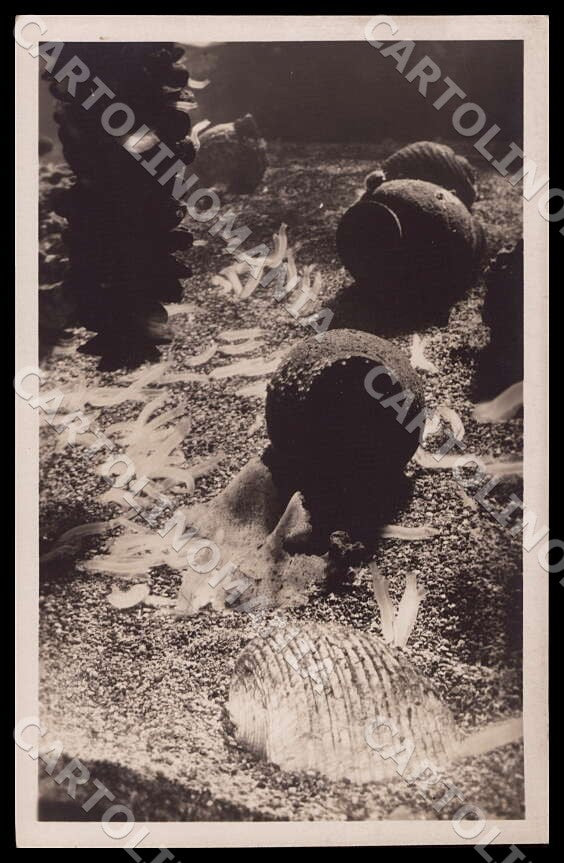 Napoli Città Acquario Dolium Ciona Mytilus Doglio Ascidie Foto cartolina GM1287 – fronte