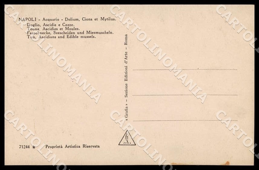 Napoli Città Acquario Dolium Ciona Mytilus Doglio Ascidie Foto cartolina GM1287 – retro
