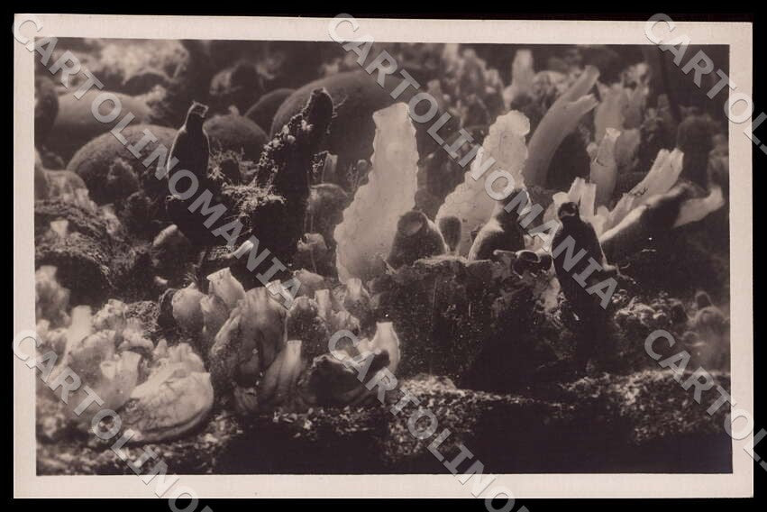 Napoli Città Acquario Phallusia Ciona Cynthia Styela Foto cartolina GM1288 – fronte