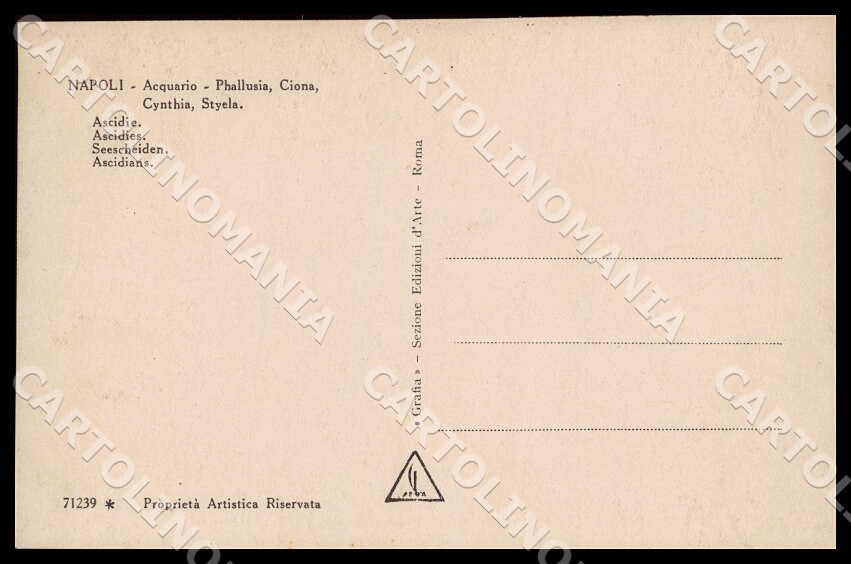 Napoli Città Acquario Phallusia Ciona Cynthia Styela Foto cartolina GM1288 – retro