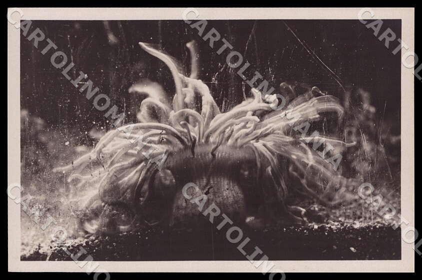 Napoli Città Acquario Cereactis aurantiaca Anemone mare Foto cartolina GM1289 – fronte