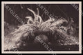 Napoli Città Acquario Cereactis aurantiaca Anemone mare Foto cartolina GM1289 – fronte