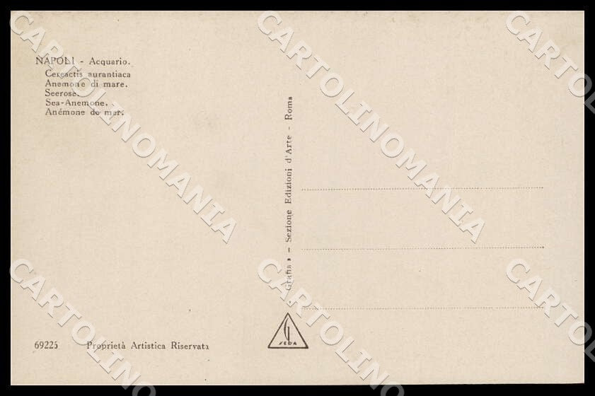 Napoli Città Acquario Cereactis aurantiaca Anemone mare Foto cartolina GM1289 – retro