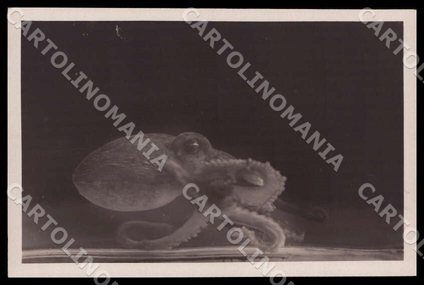 Napoli Città Acquario Octopus Polpo Pulp Eight-armed Foto cartolina GM1290 – fronte