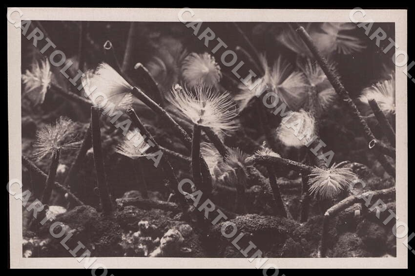 Napoli Città Acquario Spirographis Spallanzani Fiocchi Foto cartolina GM1291 – fronte