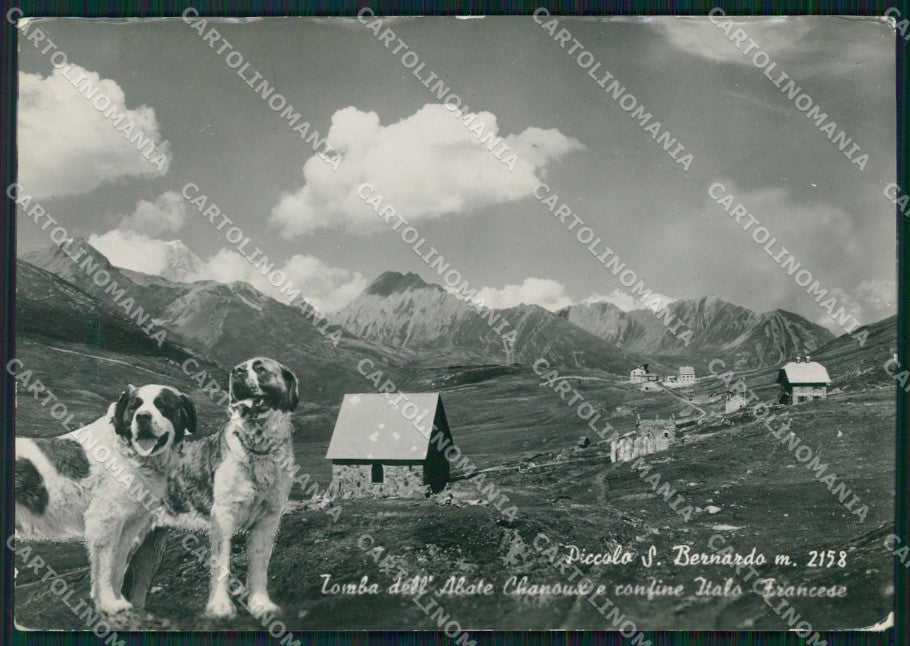 Aosta Colle Piccolo San Bernardo Confine Cani FG Foto cartolina HB4883 – fronte