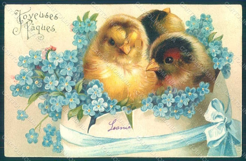 Greetings Easter Chick Myosotis postcard HR0015 – fronte