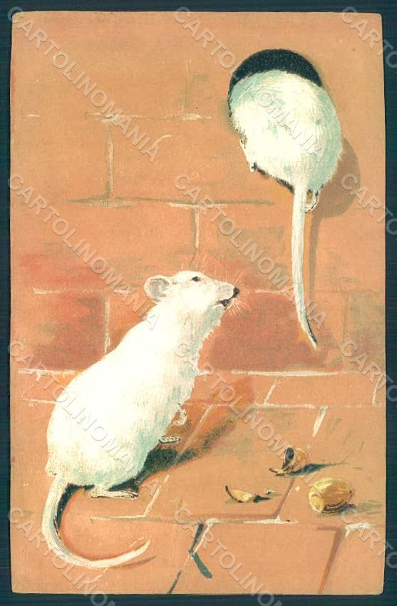 Animals Mouse postcard HR0368 – fronte