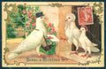 Greetings Anthropomorphic Dressed Dove Mail Relief postcard HR0419 – fronte