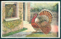 Greetings Thanksgiving Turkey Parrot Relief postcard HR0807 – fronte