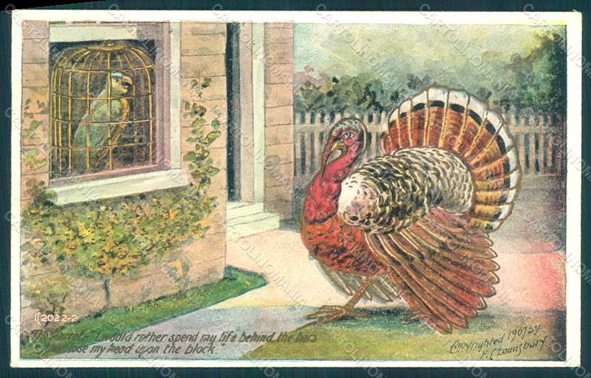 Greetings Thanksgiving Turkey Parrot Relief postcard HR0807 – fronte