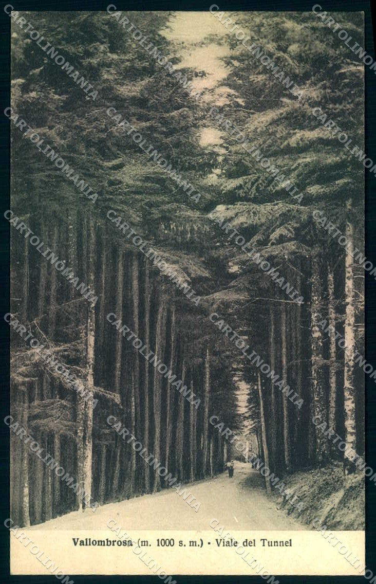 Firenze Vallombrosa Viale del Tunnel cartolina JK0293 – fronte