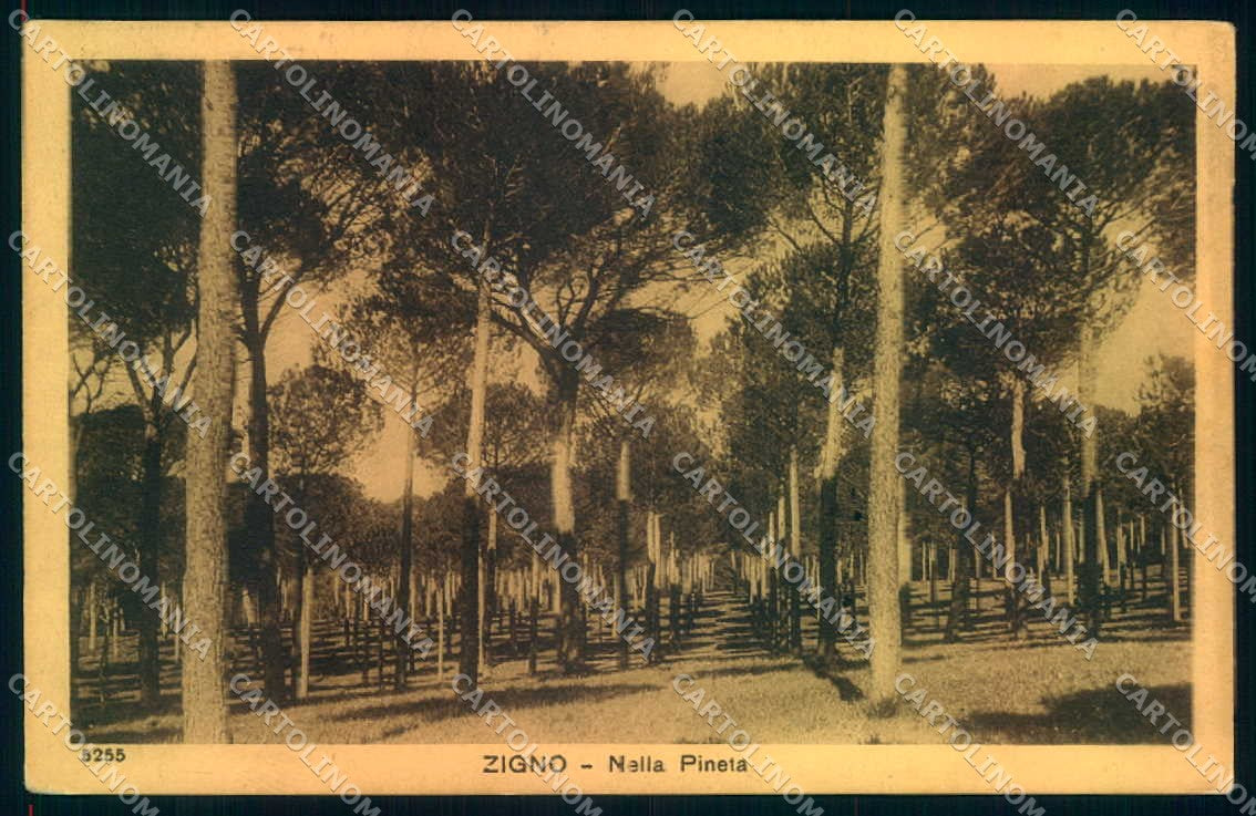 Firenze Zigno Pineta STRAPPINO cartolina JK0404 – fronte