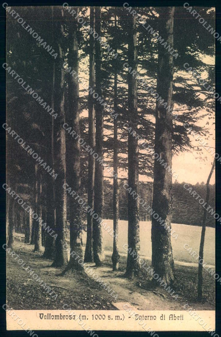 Firenze Vallombrosa Abetina cartolina JK0865 – fronte
