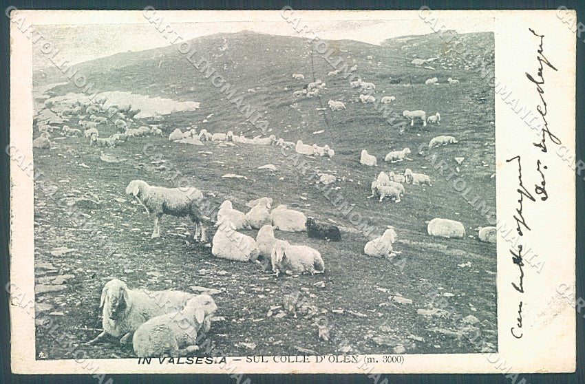 Vercelli Alagna Valsesia Colle d'Olen Pecore Pascolo cartolina JK2026 – fronte