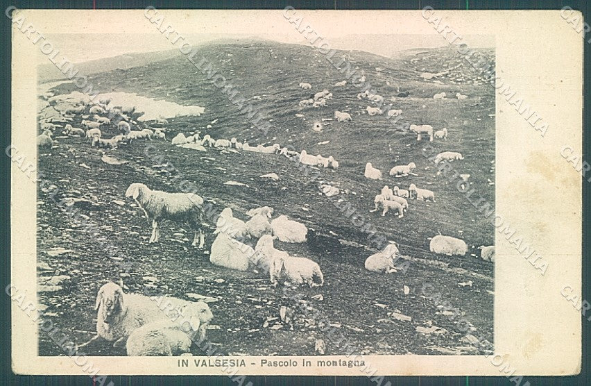 Vercelli AlagnaValsesia Pecore Pascolo cartolina JK2043 – fronte