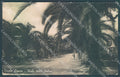 Savona Finale Ligure Viale delle Palme Foto cartolina JK2608 – fronte